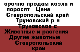 срочно продам козла и поросят › Цена ­ 2 700 - Ставропольский край, Труновский р-н, Труновское с. Животные и растения » Другие животные   . Ставропольский край